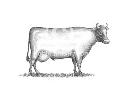 cow 1